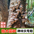 CLCEY椴木香菇菌种栽培种植可食用木耳平菇打孔器电钻头段木头专用蘑菇 灵芝木头种-1袋可种300斤木头