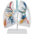 动力瓦特 透明肺段模型 人体肺部解剖模型 胸外科呼吸科医院学校模型标本 