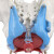 可活动 女性骨盆肌肉模型及盆底肌模型子宫盆骨分娩助产教学模型 女性骨盆附盆底肌两节腰椎 送底座和支架