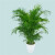 泰西丝大型散尾葵凤尾竹富贵椰子盆栽室内客厅花卉植物盆景 1.6-1.8米 不含盆