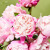 京东鲜花 山东重瓣芍药粉色10枝（随机品种）室内装饰趣味插花