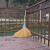 竹扫帚庭院老式竹丝院子笤帚扫把农村环卫通用大扫帚扫户外 新五段圆扫把无叶 长1.7米