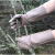 剥栗子手套 牛皮防刺手套 园林园艺修剪 玫瑰月季花椒刺剥板 长度37cm颜色随机