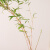 红竹红观音室内盆景禅意植物中国风桌面茶室盆栽四季好养室内植物 红竹一杆 带盆栽好