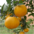 橘子树苗嫁接苗盆栽地栽南北方种植 果树当年结果 椪柑苗五年（当年结果） 50cm(含)-60cm(不含)