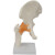 FACEMINI WY-19 功能型关节合集 人体关节模型教学器材 教学演示用品 功能型膝关节 规格 48h 