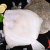 严谨多宝鱼新鲜海捕鲜活冷冻生鲜鱼类 多宝鱼（3条）500g-600g/条