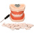 牙齿模型 口腔牙科模具医生练习考试树脂缝可拆卸离体标准假备牙 28牙模型+28颗备牙【师兄】