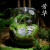 喵小杏趣味苔藓微景观创意桌面生态瓶盆栽盆景摆件造景办公室植物绿植物 登云