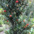山头林村红豆杉带果树苗 曼地亚红豆杉带果 红豆杉树苗 室内绿植公母搭配 公树30-40厘米带花4年