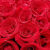花景澜七夕情人节鲜花 同城配送生日礼物红玫瑰花鲜花速递广州重庆成都 33朵红玫瑰黑纱款 日常价