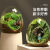 拾爱苔藓微景观盆栽生态瓶奇趣创意种好植物小盆景办公室桌面好养绿植 蛋壳系列C款+小雨伞龙猫