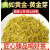 拾茗集【明前精品黄金芽】2024新茶特级AAAAA小黄叶豆香黄茶叶自产自销 明前特级黄金芽500克罐装