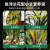 尚洋兰花型植物营养液6支/包花卉多箭素蝴蝶兰君子兰叶面肥园艺花肥料