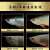 酷牧印尼红龙鱼活鱼包红超血红辣椒红小红龙金盔红金龙鱼活体号半红龙 纯种新加坡红龙鱼18-20厘米