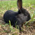 double yellow兔子活物 肉兔活体幼崽家兔纯种大型农家宠物兔兔苗 小黑兔1只
