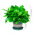 绿族（LVZU）绿萝4盆加仑盆室内盆栽花卉绿植物水培长藤大叶吸除甲醛源头直发