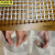 京洲实邦 网格布 墙体保温玻璃纤维抹灰网布 1*50m/120克JZSB-2548