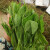 北蔬 豌豆尖种子大豌豆苗阳台四季四季播种 鲜嫩二号豌豆尖种子 100g袋