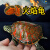 梦茜儿（MEXEMINA）火焰龟进口红黄腹龟宠物观赏深水乌龟苗圆澳火焰龟乌龟东锦吃鱼粪 进口火焰龟 5-6厘米