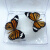 真蝴蝶标本真昆虫天堂已展翅盒装儿童礼物手工教学可取出 美眼蝶 其他长方形尺寸 独立