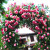 蔷薇花苗藤本月季特大庭院爬藤植物花卉盆栽阳台玫瑰爬墙Y 粉色龙沙 高度80-90厘米