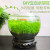 雅卉水草种子生态鱼瓶微景观创意鱼缸玻璃瓶水培植种籽水草缸造景套餐 15圆球含水草种水泥