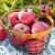 典西 马栏红苹果陕西红富士苹果 旬邑苹果12枚 单果果径85-90mm 新鲜应季水果礼盒