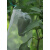 供应尼龙网袋种子袋浸种育种袋纱网袋防虫袋果树套袋火龙果袋蛇袋 105x70cm