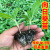 观赏食用向日葵苗多头矮生油葵向日葵秧苗学生种植盒实验四季盆栽 食用向日葵种子20粒