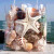 月光走廊天然贝壳海螺海星珊瑚枝套装海洋生物标本螺缸水族摆件用品 仿真海星天然海螺贝壳套餐(仿真
