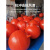 浮球航标警示标志障碍球航道水上浮标浮球塑料双耳海上水上漂浮球 1000*900mm