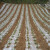 夺秀 地膜农用薄膜保温保湿种植蔬菜保护除草膜公路保护膜 白地膜1.2米宽约340米长4.8斤