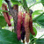 鸣蕊香金葚5棵桑葚树苗桑果树苗嫁接地栽盆栽南北方种植耐寒