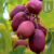 霖畔猕猴桃苗树果苗南北方品种植各种水果苗当年结果红心猕猴桃苗 6年 红美当年结果