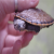 蟾头龟希拉里花面龟乌龟活物观赏龟侧颈龟深水龟歪脖子 希拉里4-5cm