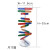 钢骑士 人体基因DNA双螺旋模型 科技小制作手工diy生物科学实验科普教具 人体基因DNA模型（20套起拍） 