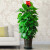 CLCEY绿植办公室盆栽客厅大型植物 绿巨人60-80厘米 含盆(原盆