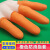 COFLYEE 橡胶防滑手指套橙色一次性防护手指头套加厚耐磨麻点乳胶指套 橙色中码 M