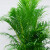 畅微 散尾葵盆栽 凤尾竹室内客厅大型绿植袖珍椰子夏威夷盆景富贵叶子 高度1.7-1.9米一盆 含盆