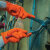 爱马斯一次性手套加厚防滑耐磨防油污工业劳保实验室化 橙色超厚型[100只装] L