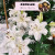 馨音香水百合种球盆栽花卉室内室外四季植物种子郁金香土水培 百合白色5个装
