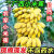 广西小米蕉【自然熟】应当季国产水果小香蕉现摘现发苹果小芭蕉 农家小米蕉 5斤