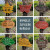 美丽庭院树木花草牌 提示牌植物标识牌花园装饰牌刻字木牌挂牌定制 小院时光
