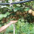 猕猴桃种子猕猴桃树籽嫁接红心猕猴桃徐香楚红猕猴桃奇异果种子 黄心猕猴桃种子 100粒 宋肥料