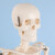 钢骑士 人体骨骼模型 全身骷髅骨架展示教学写生模型人体骨架模型带半边肌肉 人体骨骼模型85cm