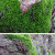 睿格达瑰季园艺 假山草苔藓种子孢子盆景青苔上水石吸水石子花 微星星藓孢子20克