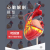 人体心脏模型心脏搭桥模型心内科心脏解剖教学模型自然大心脏 5倍心脏(39个标识)