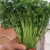 采缇（CAITI）西洋菜新鲜豆瓣菜基地自种鲜蔬菜批发零售4斤 普通包装 两斤