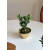 亲爱的绿植台湾罗汉松苔藓球盆景办公室内好养绿植桌面迷你小盆栽 罗汉松苔藓球+小金碗 带盆栽好
